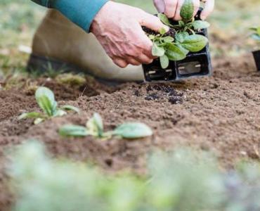 Z kwaśnej gleby do słodkich plonów: sprawdzony przepis na bujne borówki w Twoim ogrodzie
