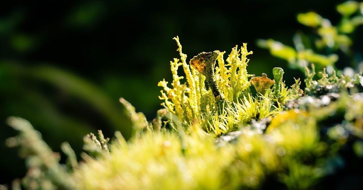 Trawnik bez mchu i bez chemii: 9 naturalnych sposobów, które naprawdę działają