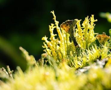 Trawnik bez mchu i bez chemii: 9 naturalnych sposobów, które naprawdę działają