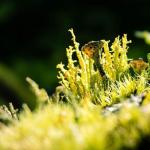 Trawnik bez mchu i bez chemii: 9 naturalnych sposobów, które naprawdę działają